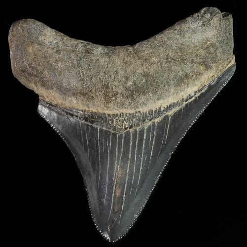 Serrated, Juvenile Megalodon Tooth #70574